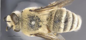 Media type: image;   Entomology 17205 Aspect: habitus dorsal view
